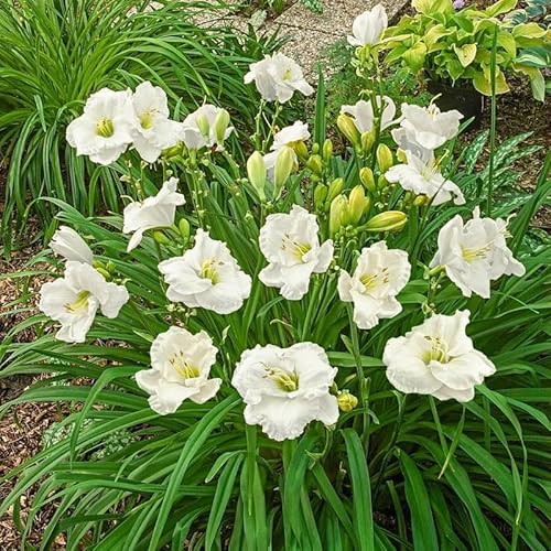 KäLteresistente Taglilienzwiebeln – Xxl-Daylily Germanica-10 taglilien kaufen-E von OCFVJNF