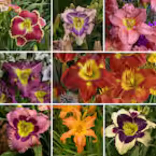 KäLteresistente Taglilienzwiebeln – Xxl-Daylily Germanica-15 taglilien kaufen-A von OCFVJNF