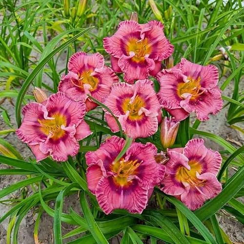 KäLteresistente Taglilienzwiebeln – Xxl-Daylily Germanica-3 taglilien kaufen-D von OCFVJNF