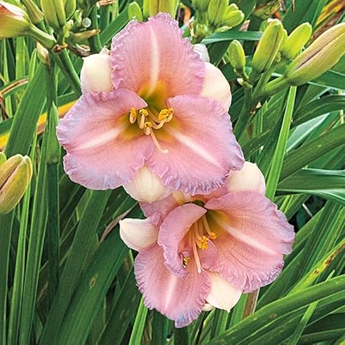 KäLteresistente Taglilienzwiebeln – Xxl-Daylily Germanica-3 taglilien kaufen-I von OCFVJNF