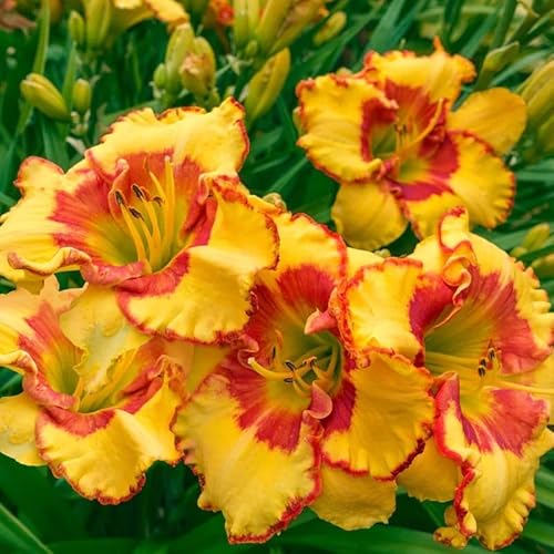KäLteresistente Taglilienzwiebeln – Xxl-Daylily Germanica-5 taglilien kaufen-B von OCFVJNF