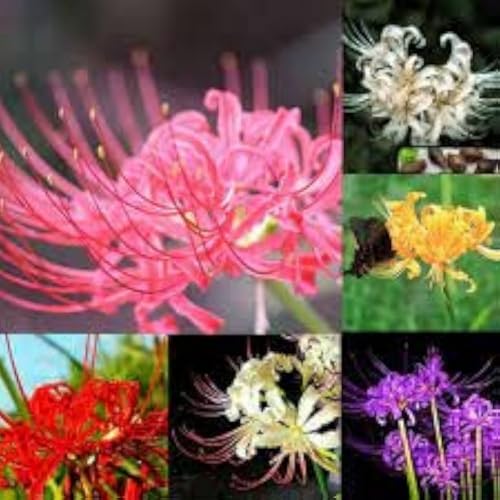 Lycoris Zum Anpflanzen/Winterharte MehrjäHrige Lycoris/Schnell Wachsend-Lange BlüTezeit - Hochwertig, Gemischt, Selten, AusgewäHlt-2 Wurzeln-A von OCFVJNF
