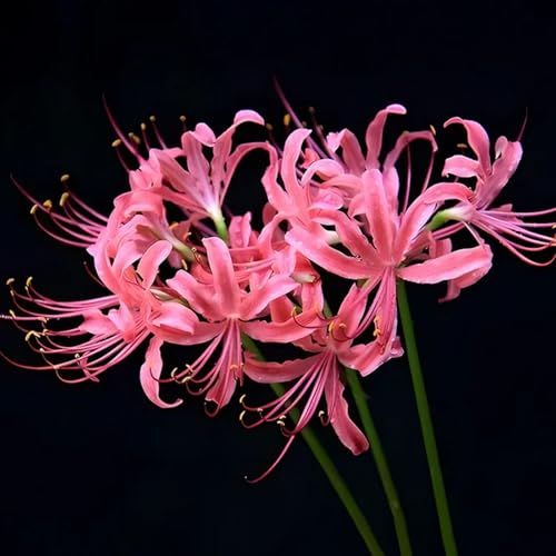 LycorisZwiebeln -Zierlauch - Wurzeln– üPpig GrüNe BläTter, Pflegeleicht, Perfekt FüR Haus Und Garten-10 Stängel-A von OCFVJNF