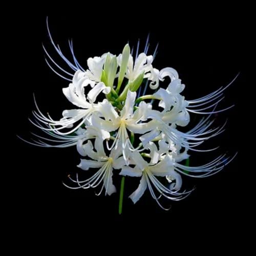 LycorisZwiebeln -Zierlauch - Wurzeln– üPpig GrüNe BläTter, Pflegeleicht, Perfekt FüR Haus Und Garten-4 Stängel-D von OCFVJNF