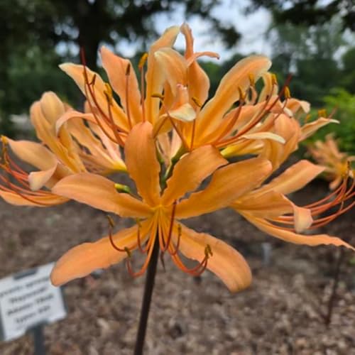 LycorisZwiebeln -Zierlauch - Wurzeln– üPpig GrüNe BläTter, Pflegeleicht, Perfekt FüR Haus Und Garten-6 Stängel-I von OCFVJNF