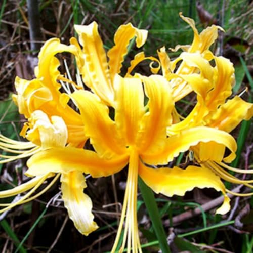 LycorisZwiebeln -Zierlauch - Wurzeln– üPpig GrüNe BläTter, Pflegeleicht, Perfekt FüR Haus Und Garten-8 Stängel-C von OCFVJNF