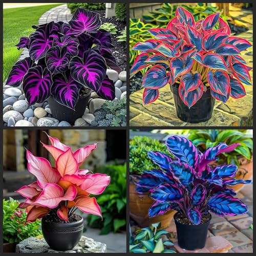 [Ocfvjnf] KäLteresistente Funkienzwiebeln – Xxl-Hosta Germanica-10 funkien-c von OCFVJNF