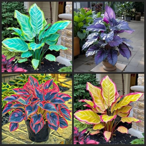 [Ocfvjnf] KäLteresistente Funkienzwiebeln – Xxl-Hosta Germanica-15 funkien-i von OCFVJNF