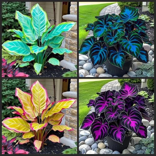 [Ocfvjnf] KäLteresistente Funkienzwiebeln – Xxl-Hosta Germanica-4 funkien-h von OCFVJNF