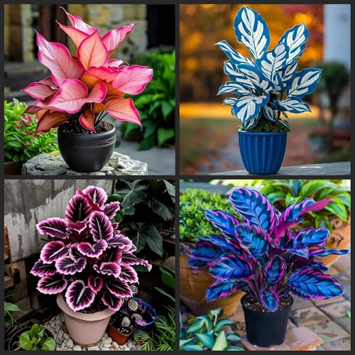 [Ocfvjnf] KäLteresistente Funkienzwiebeln – Xxl-Hosta Germanica-6 funkien-g von OCFVJNF