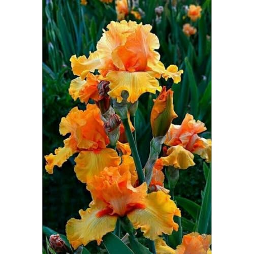 [Ocfvjnf] KäLteresistente Iriszwiebeln – Xxl-Iris Germanica von OCFVJNF