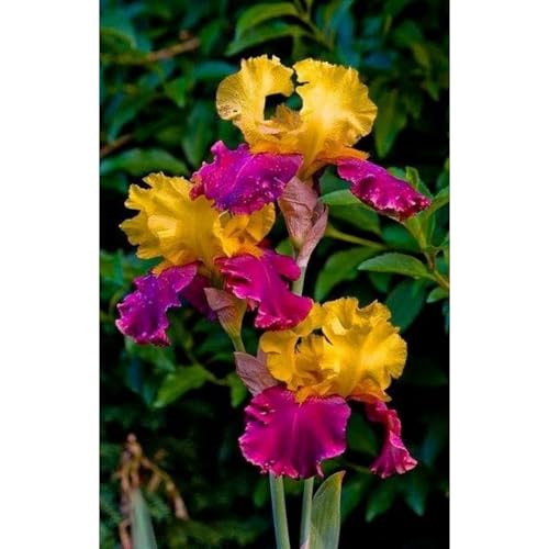 [Ocfvjnf] KäLteresistente Iriszwiebeln – Xxl-Iris Germanica von OCFVJNF