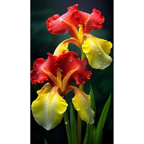 [Ocfvjnf] KäLteresistente Iriszwiebeln – Xxl-Iris Germanica von OCFVJNF