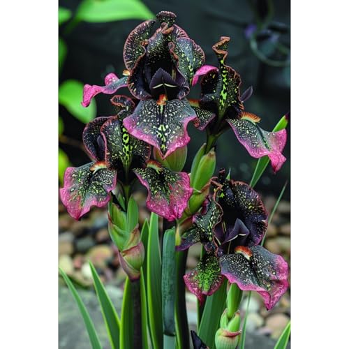 [Ocfvjnf] KäLteresistente Iriszwiebeln – Xxl-Iris Germanica von OCFVJNF