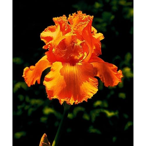 [Ocfvjnf] KäLteresistente Iriszwiebeln – Xxl-Iris Germanica von OCFVJNF