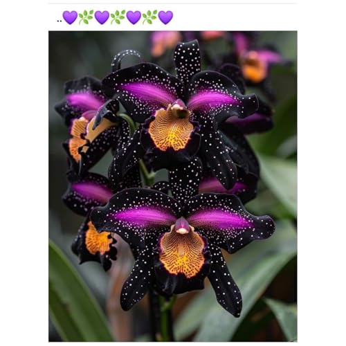 [Ocfvjnf] KäLteresistente Schwertlilienzwiebeln – Xxl-Iris Germanica-10 iriszwiebeln-U von OCFVJNF