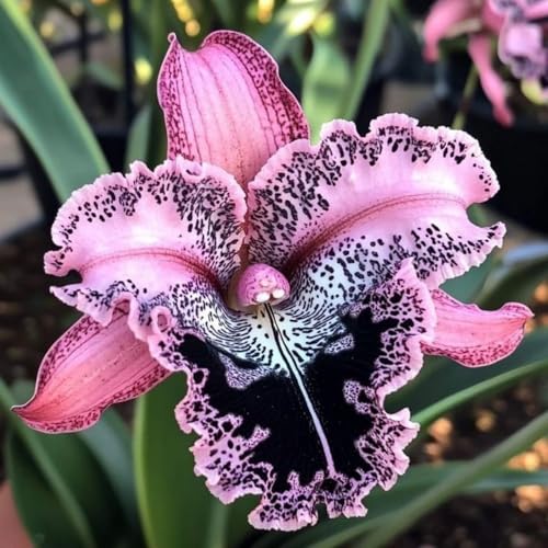 [Ocfvjnf] KäLteresistente Schwertlilienzwiebeln – Xxl-Iris Germanica-15 iriszwiebeln-Q von OCFVJNF