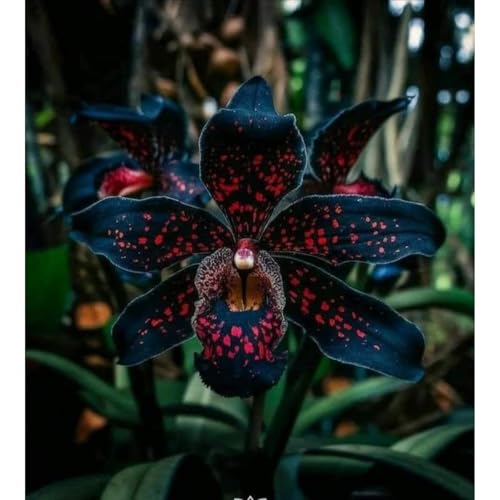 [Ocfvjnf] KäLteresistente Schwertlilienzwiebeln – Xxl-Iris Germanica-3 iriszwiebeln-D von OCFVJNF