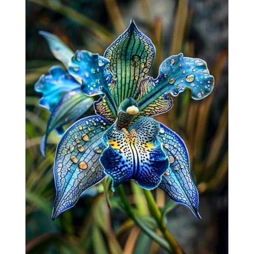 [Ocfvjnf] KäLteresistente Schwertlilienzwiebeln – Xxl-Iris Germanica-3 iriszwiebeln-F von OCFVJNF