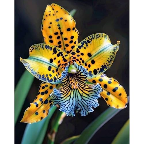 [Ocfvjnf] KäLteresistente Schwertlilienzwiebeln – Xxl-Iris Germanica-8 iriszwiebeln-C von OCFVJNF