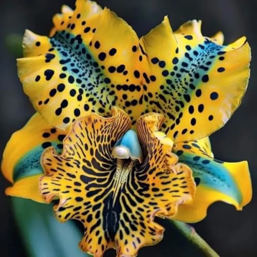 Schwertlilien-Iris- Wurzeln– üPpig GrüNe BläTter, Pflegeleicht, Perfekt FüR Haus Und Garten von OCFVJNF