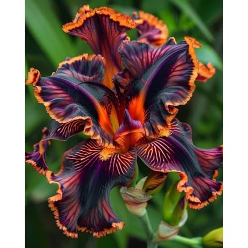 Schwertlilien-Iris- Wurzeln– üPpig GrüNe BläTter, Pflegeleicht, Perfekt FüR Haus Und Garten von OCFVJNF