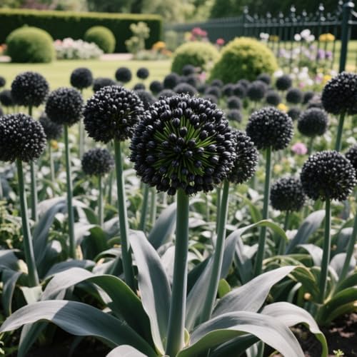 Seltene Alliumzwiebeln, Alliumzwiebelnwinterhart Seltene Zierlauch Winterhart MehrjäHrig SchöNes Bepflanzen Von StaudengäRten-8 Zierlauch-B von OCFVJNF