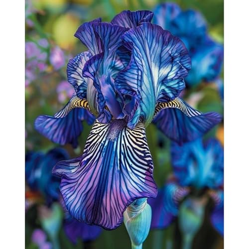 Seltene Iriszwiebeln, IriszwiebelnWinterhart Seltene Iris Winterhart MehrjäHrig Schönes Bepflanzen von Staudengärten von OCFVJNF