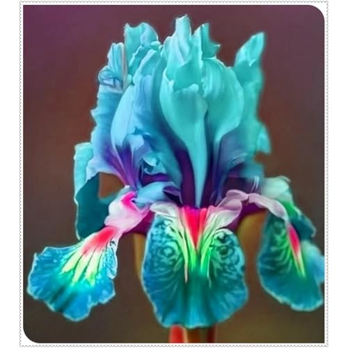 Seltene Iriszwiebeln, IriszwiebelnWinterhart Seltene Iris Winterhart MehrjäHrig Schönes Bepflanzen von Staudengärten von OCFVJNF