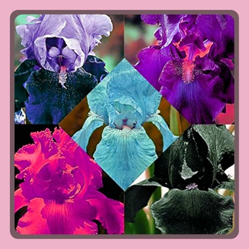 Seltene Iriszwiebeln, IriszwiebelnWinterhart Seltene Iris Winterhart MehrjäHrig Schönes Bepflanzen von Staudengärten von OCFVJNF