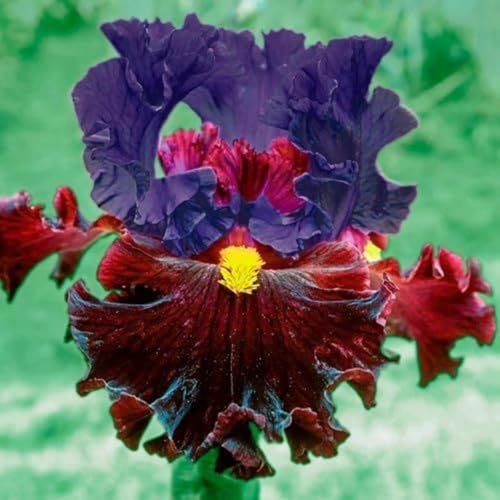 Seltene Iriszwiebeln, IriszwiebelnWinterhart Seltene Iris Winterhart MehrjäHrig Schönes Bepflanzen von Staudengärten von OCFVJNF