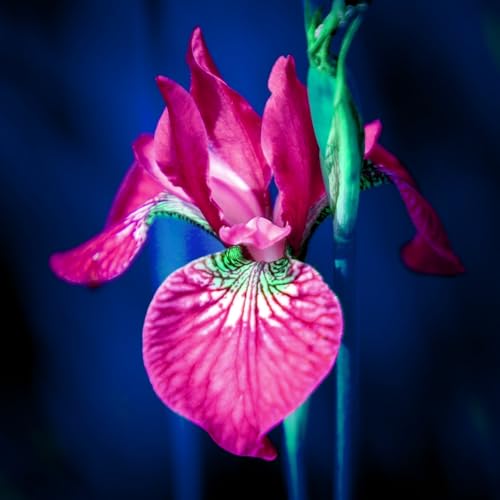 Seltene Iriszwiebeln, IriszwiebelnWinterhart Seltene Iris Winterhart MehrjäHrig Schönes Bepflanzen von Staudengärten von OCFVJNF