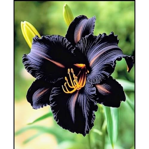 Seltene Taglilienzwiebeln, Taglilienzwiebelnwinterhart Seltene Hemerocallis Winterhart MehrjäHrig SchöNes Bepflanzen Von StaudengäRten-10 hemerocallis-I von OCFVJNF