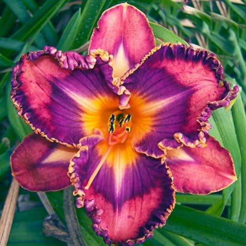 Seltene Taglilienzwiebeln, Taglilienzwiebelnwinterhart Seltene Hemerocallis Winterhart MehrjäHrig SchöNes Bepflanzen Von StaudengäRten-3 hemerocallis-G von OCFVJNF