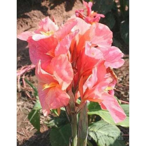 SelteneCannazwiebeln, Cannazwiebelnwinterhart Seltene Zierlauch Winterhart MehrjäHrig SchöNes Bepflanzen Von StaudengäRten-1 Zierlauch-C von OCFVJNF