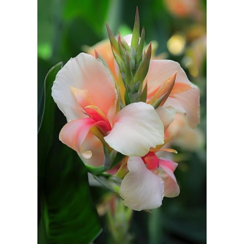 SelteneCannazwiebeln, Cannazwiebelnwinterhart Seltene Zierlauch Winterhart MehrjäHrig SchöNes Bepflanzen Von StaudengäRten-1 Zierlauch-F von OCFVJNF