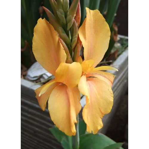 SelteneCannazwiebeln, Cannazwiebelnwinterhart Seltene Zierlauch Winterhart MehrjäHrig SchöNes Bepflanzen Von StaudengäRten-3 Zierlauch-D von OCFVJNF