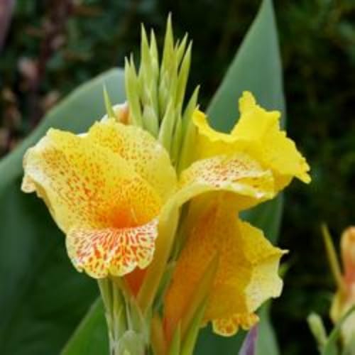 SelteneCannazwiebeln, Cannazwiebelnwinterhart Seltene Zierlauch Winterhart MehrjäHrig SchöNes Bepflanzen Von StaudengäRten-5 Zierlauch-H von OCFVJNF