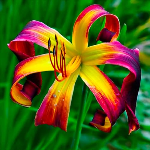 Taglilienzwiebeln -Hemerocallis - Wurzeln– üPpig GrüNe BläTter, Pflegeleicht, Perfekt FüR Haus Und Garten-10 taglilien -B von OCFVJNF