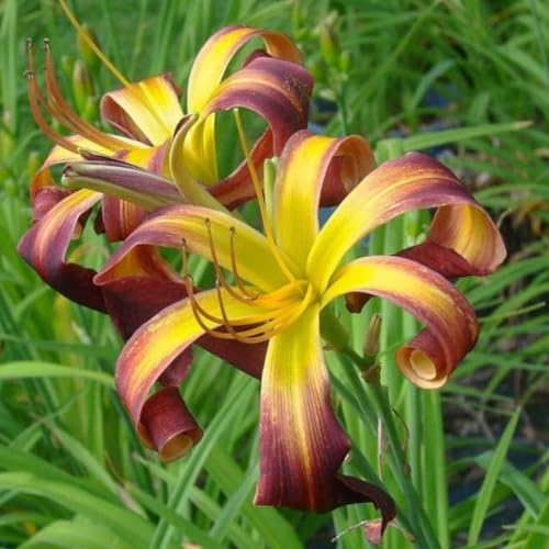 Taglilienzwiebeln -Hemerocallis - Wurzeln– üPpig GrüNe BläTter, Pflegeleicht, Perfekt FüR Haus Und Garten-15 taglilien -C von OCFVJNF