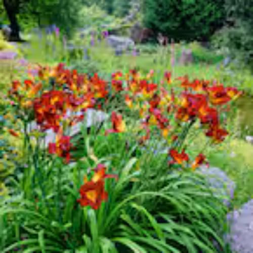 Taglilienzwiebeln -Hemerocallis - Wurzeln– üPpig GrüNe BläTter, Pflegeleicht, Perfekt FüR Haus Und Garten-3 taglilien -H von OCFVJNF