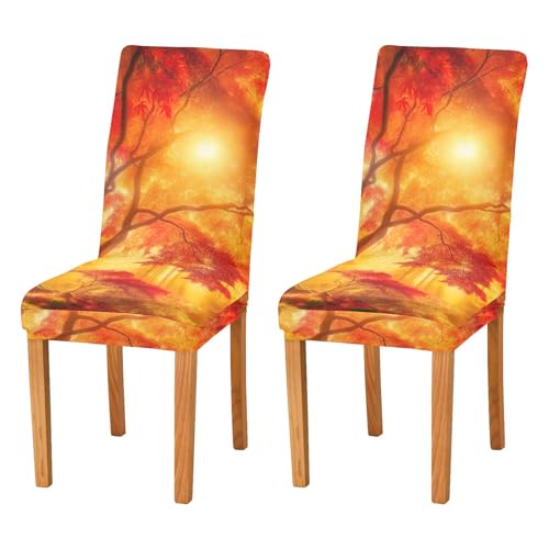 ODAWA Stuhlhussen mit strahlendem Herbst-Sonnenlicht, Bäume, 2er-Set, Esszimmerstuhlhussen für Kleider, Damen-Accessoires ODAWA Stuhlhussen mit strahlendem Herbst-Sonnenlicht, Bäume, 2er-Set, Esszimmerstuhlhussen für Kleider, Damen-Accessoires von ODAWA