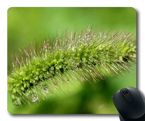 (Precision Lock Edge Mouse Pad) Pool Foxtail Nature Abstract Plants Forest Gaming Mouse Pad Mouse Mat for Mac or Computer von OEM