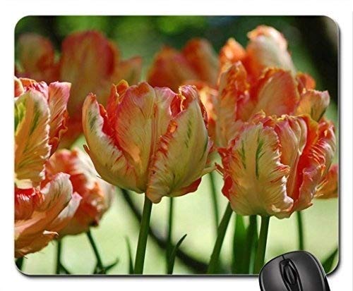 (genaue - Kante Mousepad) MP-329 8 Crimp Tulpen - Mousepad, Maus - Pads * * * * * * * * Verkauft Blumen Mousepad Roger Ltd. von OEM