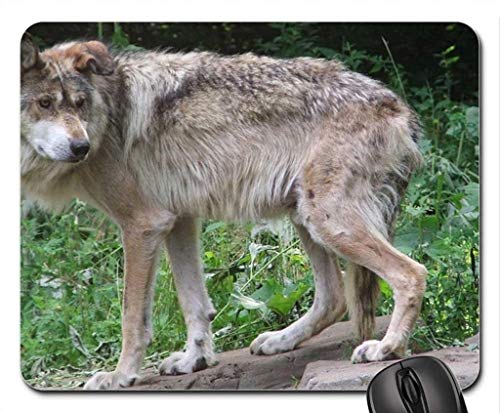 Eichhörnchen - Mousepad, Maus - Pads (Hund Maus - Pads) von OEM