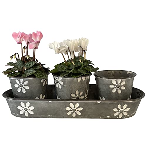 OF 3 kleine süße Blumentöpfe im Set auf Tablett mit Blumen verziert - Kräutertopf, Übertopf P49 von OF