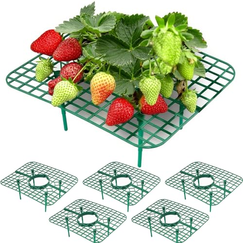 OIOYLEY Erdbeeren Schutz Erdbeerreifer Zubehör Erdbeergitte Schneckenschutz Erdbeerstützen für Gartenzubehör Erdbeergitter, Schneckenschutz/Schutz vor Fäulnis, Quadratisch (5) von OIOYLEY