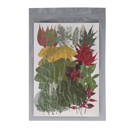 Gepresste Blumen Bulk Kit echte getrocknete Blätter für DIY Bastelharz Schimmelprapbooking [Flora] 90 Stück ca. von OKOVO