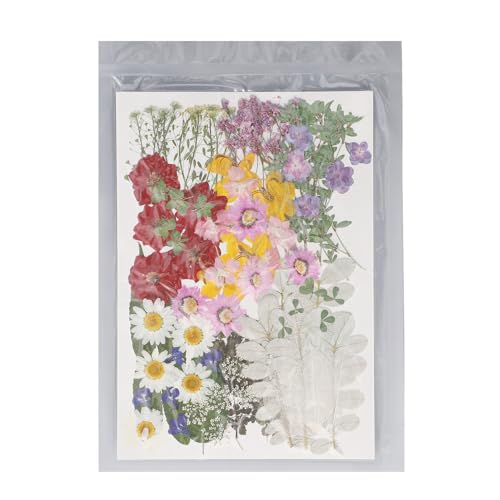 Getrocknete gepresste Blumen DIY Pflanzenproben Kit Crafts Schmuck Kerze Making 100pcs Getrocknete gepresste Blumen DIY Pflanzenproben Kit Crafts Schmuck Kerze Making 100pcs von OKOVO