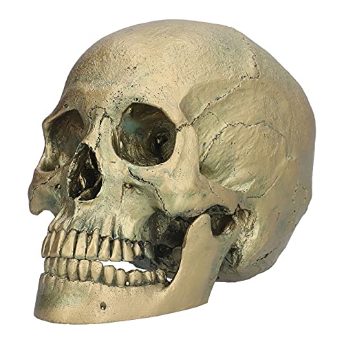 Harzschädelmodell Leichtes haltbares Halloween -Party - von OKOVO